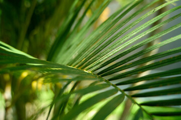 Abstract Green Bokeh Background with Defocused Plants