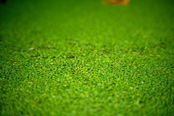 Green Swamp Background with Moss on Water Surface