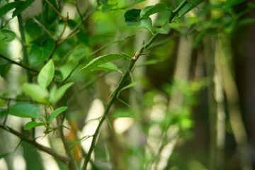Abstract Green Bokeh Background with Defocused Plants