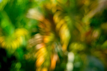 Abstract Green Bokeh Background with Defocused Plants
