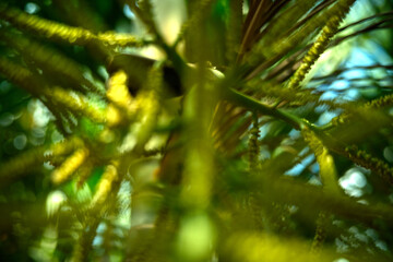 Abstract Green Bokeh Background with Defocused Plants