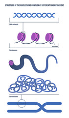 Nucleosome Complex Structure: Labeled DNA Molecule Histones Chromosome Vector Diagram for Biology Textbooks Science Education Genetics Medical Illustrations Anatomy Infographics Classroom TeachinPrint