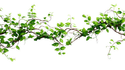 jungle vines with natural curves top view isolated on a Transparent background, PNG file.