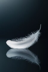 Obraz premium White feather with reflection on dark background symbol of light softness purity peace and natural beauty
