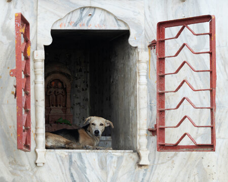 Perro paria en un santuario en Benares