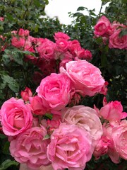 Pink roses flowers in the garden