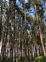 Pine forest with tall straight trees under blue sky. Natural woodland landscape with sunlight and green foliage.