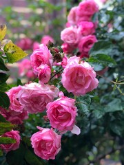 Blooming pink roses with fresh green leaves in garden after rain. Beautiful floral background with romantic flowers in natural light.