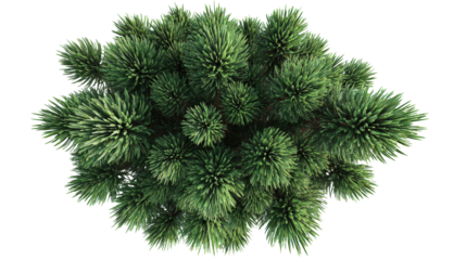 pine tree top view with sharp and detailed needles isolated on a Transparent background, PNG file.