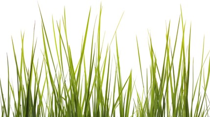 view of lush green blades of grass isolated on a pure white background, showcasing natural textures and vibrant colors under bright sunlight.