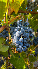 Leaves and ripe bunches of grapes at the dacha. Harvesting in the fall.