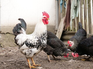Adult chickens and chicks in agricultural conditions.