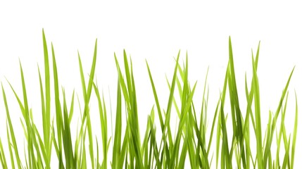 Vibrant green blades of grass create a natural visual border against a clean white backdrop, emphasizing freshness and highlighting growth in a bright, minimalist design.