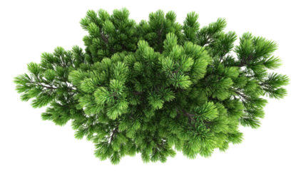 pine tree with detailed green needles top view isolated on a Transparent background, PNG file.