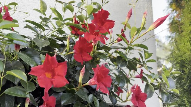 Mandevilla sanderi red flowers close up. Ornamental climbing garden plant, blooming Mandeville in flowerpot