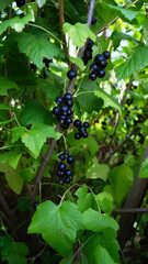 blackcurrant,
