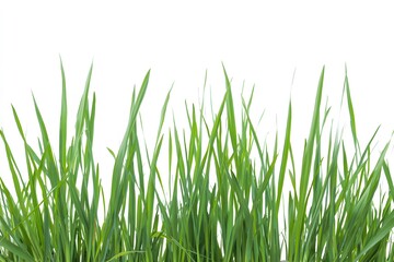 Vibrant green blades of fresh grass against a stark white background, creating a contrasting composition; the blades are long and slender, displaying textures, with light illuminating the verdant...