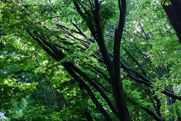 Fototapete bei efototapeten.de bestellen   