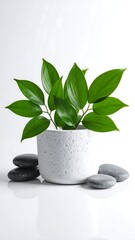 Lush green plant in a speckled white pot, flanked by smooth gray stones on a reflective white surface