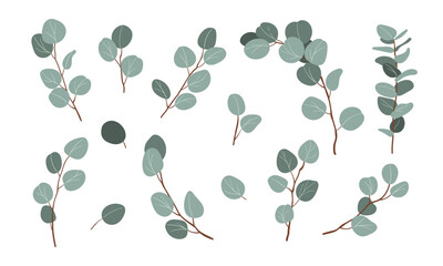 Eucalyptus, floral illustration. Green leaf branch, Silver dollar greenery, natural leaves tropical elements for wedding invitation, stationary, greetings, wallpapers, fashion, background .