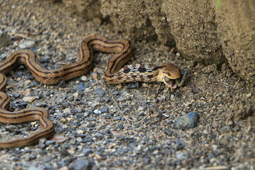 カエルを飲み込もうとしているシマヘビ
