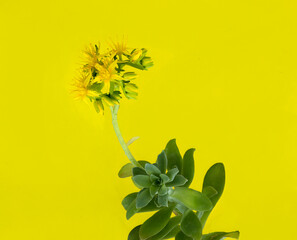 Sedum palmeri succulent with yellow star flowers on bright yellow background