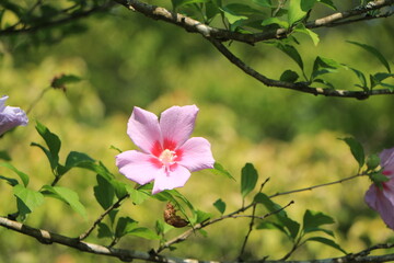 木々の緑の中に咲くムクゲの花
