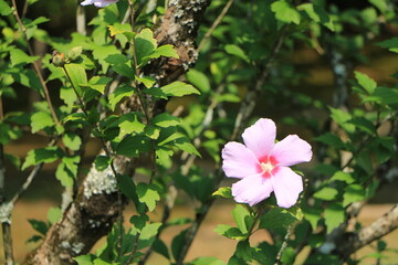 木々の緑の中に咲くムクゲの花