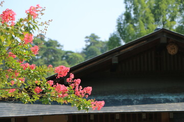 古民家の前に咲く赤いサルスベリの花