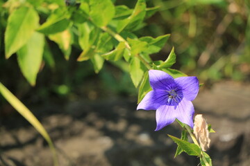 花壇に咲く桔梗の花