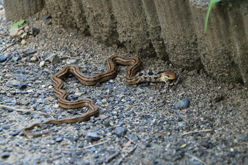 カエルを飲み込もうとしているシマヘビ