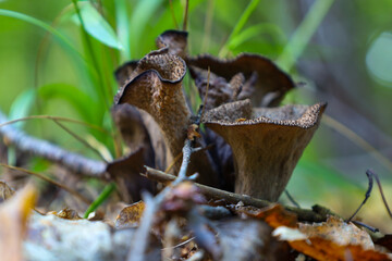 ​A close-up shot features a cluster of dark brown trumpet mushrooms (Craterellus) growing like funnels on the forest floor.
