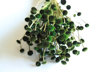 Colorful Dry Flowers, Interior Design, Still Life, Daisies, Lavender, Beautiful Flowers