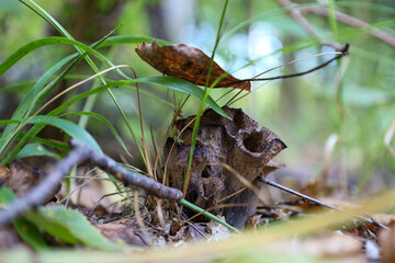 A close-up shot features a dried, dark brown cup-shaped mushroom hidden among the forest litter. It is surrounded by green blades of grass and fallen leaves, creating a detailed natural still life aga