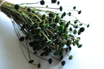 Colorful Dry Flowers, Interior Design, Still Life, Daisies, Lavender, Beautiful Flowers