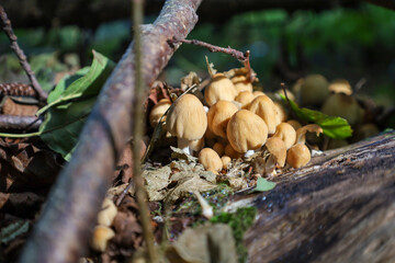 A close-up shot features a colony of small mushrooms with light brown caps growing on a damp fallen log in the woods. The fungi are surrounded by dry leaves, illuminated by a sunbeam through the shade