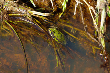 ​A green frog is partially submerged in murky, brown water, camouflaged among aquatic grass and debris. The close-up shot shows its head peering out from the surface of a forest stream or swamp.