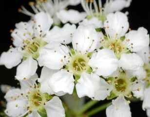 Close-up of small, white flowers