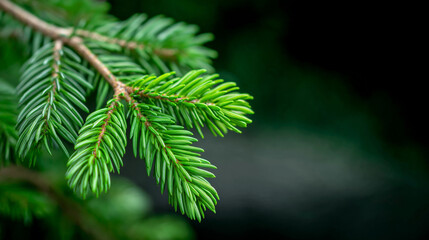 Close-up view of vibrant green coniferous tree branch with needle-like leaves, showcasing intricate textures and natural beauty in a serene outdoor environment