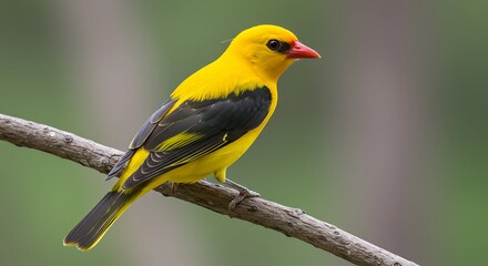 Fototapeta premium Vibrant golden oriole bird perched on branch in nature environment