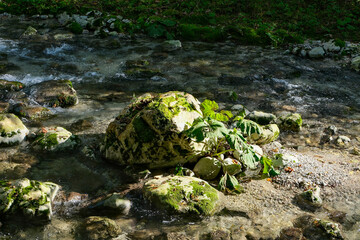 Clear mountain stream with moss-covered rocks and green plants in sunlight creating a peaceful natural scene of flowing water and forest tranquility in untouched wilderness