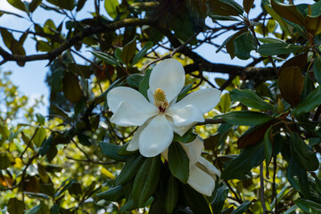 Stunning white magnolia flower in full bloom, surrounded by lush green leaves against clear blue sky. Magnolias grow in public park "Riviera" in the city of Sochi.