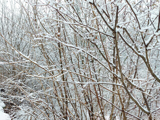 Winter branches covered with fresh snow