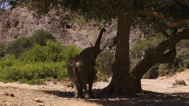 An old desert elephant bull tears a branch from a tree he's standing under. Shot from behind. A rocky mountain ridge and evergreen bushes in the background.