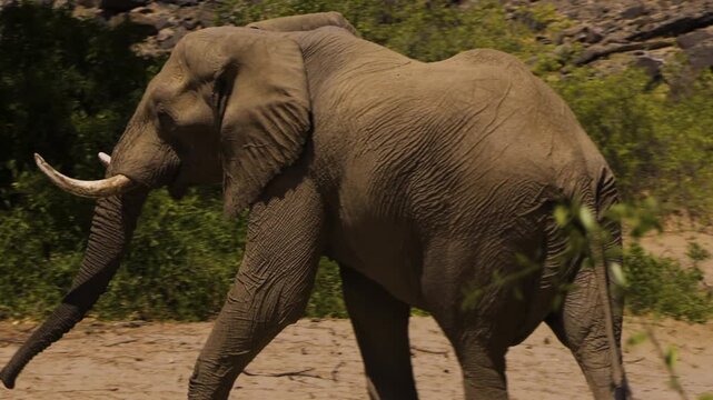 An old desert elephant bull walks through the sand of the Namib Desert. Rocks and some evergreen bushes stand in the background. The imposing male approaches a tree, raising his trunk to feed.