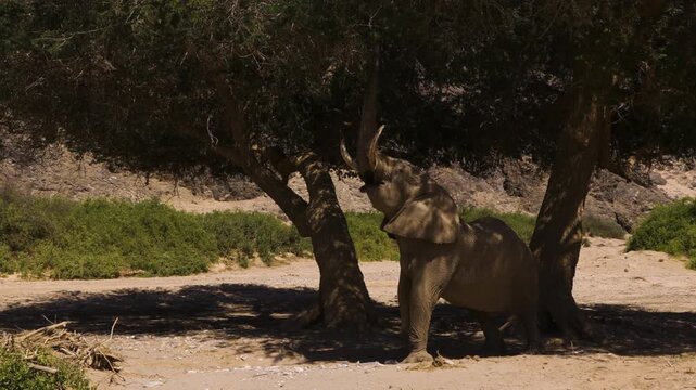 An old desert elephant bull feeding in the shade of a tree in Namibia's Hoanib Valley. The camera zooms out as the male tears off a branch. Rocky hills and evergreen bushes in background.