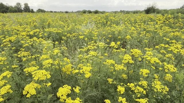 Tansy Tanacetum vulgare with yellow blossoms grows in a summer meadow. Traditional medicinal herb used as an anthelmintic and natural remedy