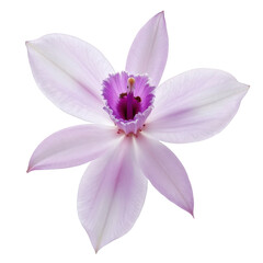 Single orchid flower with subtle mauve petals and vibrant purple center, delicate and elegant bloom on black