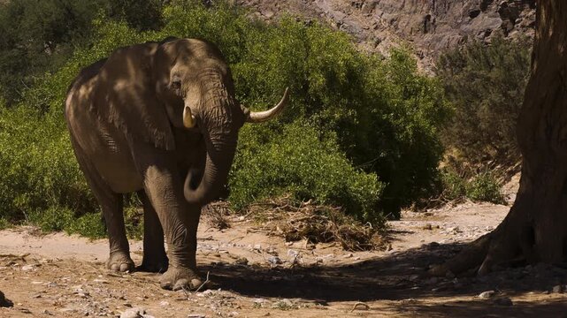 An old desert elephant bull walks slowly toward a tree and stands in its shade, swinging his trunk back and forth. The male has unusually large feet, an adaptation to life in the Namib Desert.