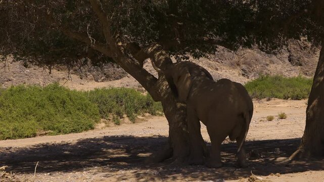 An old desert elephant bull stands on his hind legs to feed from the branches of a tree. He rests his front feet on the tree trunk. Shot in the Hoanib Valley in Namibia.